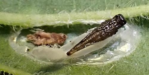 Sympiesis dolichogaster